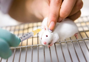 موشهای پیر با دریافت پلاسمای انسانی جوان می‌شوند !