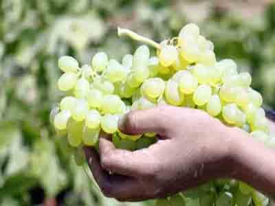 تولید 350هزار تن انگور در خراسان رضوی