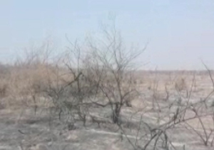 سوزاندن بی رحمانه درختان + فیلم