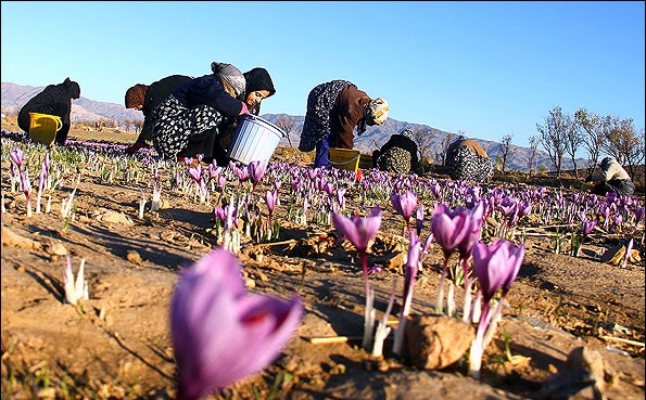 مرگ تدریجی زعفران ایرانی در سایه قاچاق