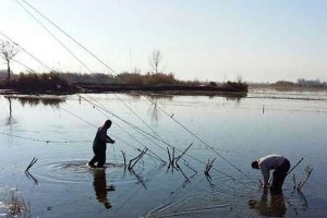 جمع آوری 30 رشته دام هوایی