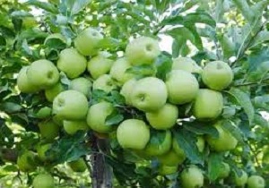 افزایش 12درصدی تولید سیب درختی