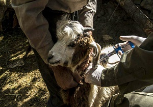 واکسیناسیون یک میلیون رأس گوسفند و بز