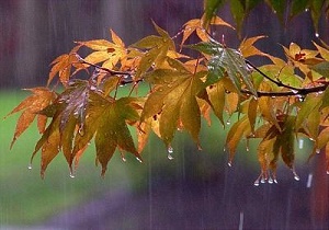 قطرات زیبای باران در هوای پاییزی قم