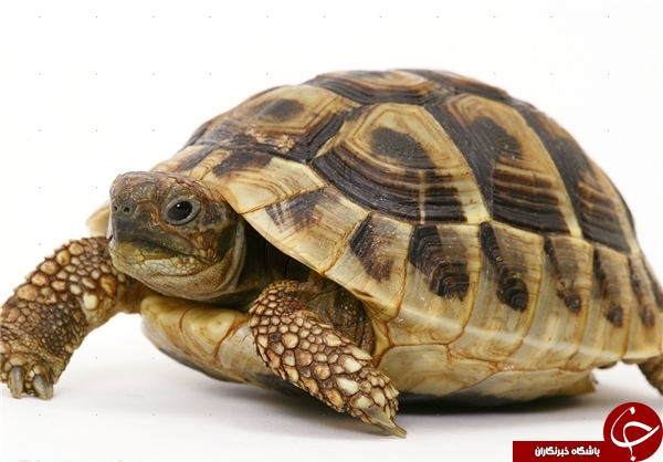 چرا لاک‌پشت‌ها لاک بزرگ و سنگین دارند؟