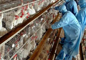 خطر آنفلوانزای مرغی در استانهای کشور
