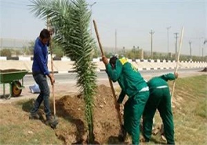 کاشت 50 هزار اصله درخت در شهر پردیسان