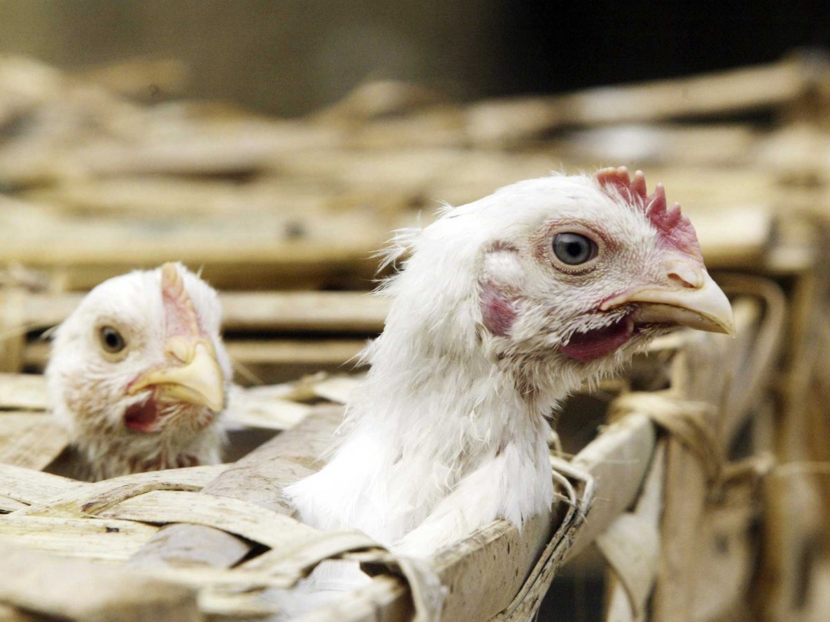 هشدار به روستاییان درباره خطر آنفلوآنزای فوق حاد پرندگان