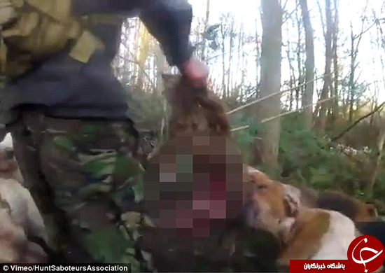 روباهی که توسط سگ‌های شکاری کشته شد +تصاویر