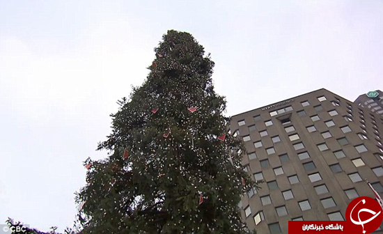 زشت‌ترین درخت کریسمس را ببینید +تصاویر