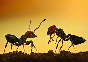 ساخت کاردستی با لانه مورچه‌ها! + فیلم