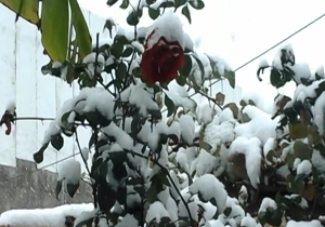 منظره ای زیبا که برف به گرگان بخشید + فیلم