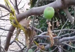 درختی که در فصل پاییز میوه داد! + فیلم