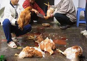 آخرین وضعیت صادرات تخم مرغ/ واحدهای آلوده معدوم شدند