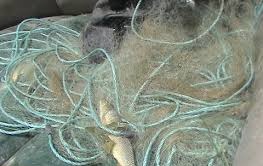 کشف و جمع آوری بیش از 600 متر تور دامی غیر مجاز صید ماهی در تکاب