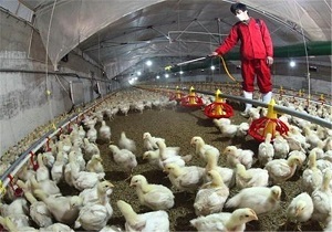هشدار درباره بیماری آنفلوانزای پرندگان در استان اردبیل
