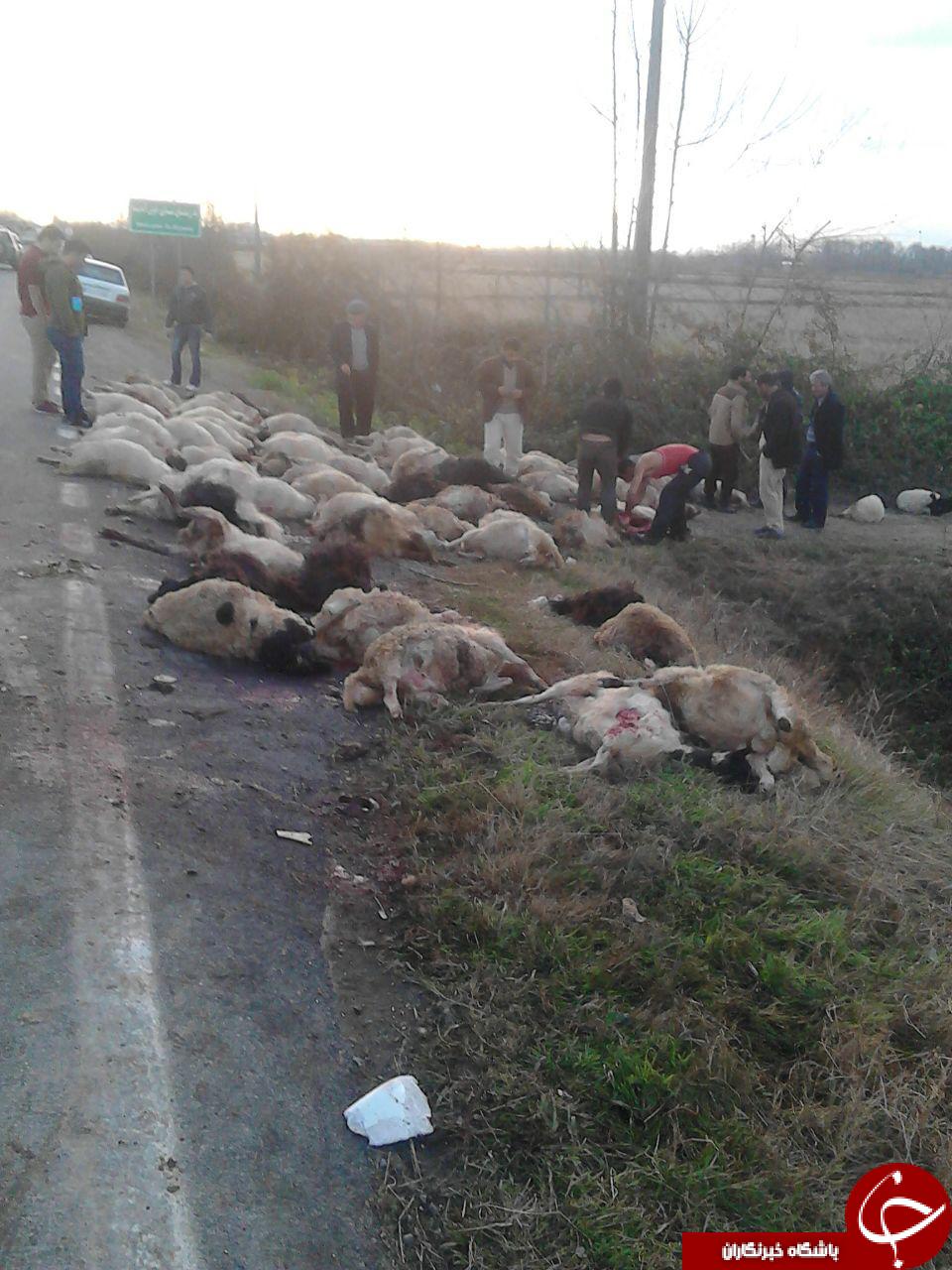 تلف شدن 65 رأس گوسفند در تصادف با اتوبوس + عکس