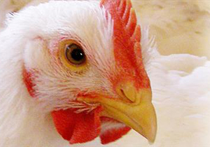 فعالیت 204 واحد تولید مرغ گوشتی در چهارمحال و بختیاری