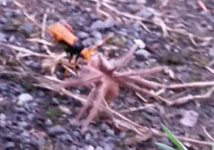 عنکبوتی که ناهار زنبور شد! + فیلم