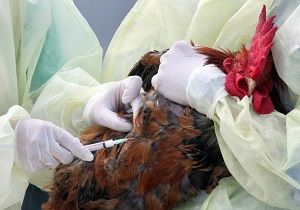مشاهده ویروس آنفولانزای مرغی در یکی از واحدهای مرغداری ملارد