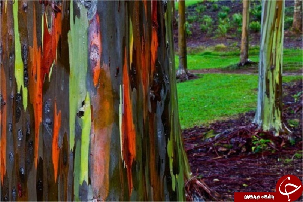 درختان رنگین‌کمانی در اقیانوس آرام +تصاویر