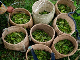 صادرات347 تن چای از گیلان به خارج از کشور