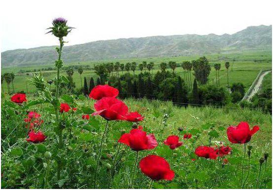 باغ چشمه بلقیس چرام قطعه ایی از بهشت