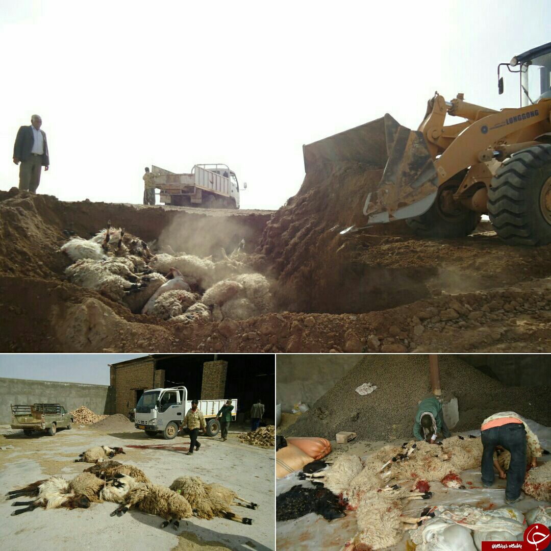 تلف شدن 35 رأس گوسفند به علت آلودگی آب در تربت جام