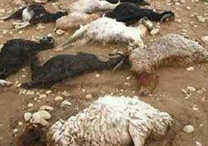 تلف شدن 70 راس گوسفند در آران و بیدگل