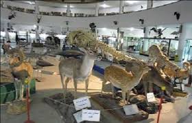 بازدید از موزه تاریخ طبیعی آذربایجان شرقی امروز و فردا رایگان است