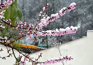 بارش برف بهاری در ارومیه