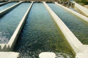 توزیع بچه ماهی برای استخرهای کشاورزی شهرستان شبستر