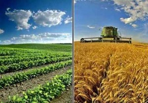 اردبیل رتبه اول کاربری کشاورزی در سطح ملی را به خود اختصاص داده است