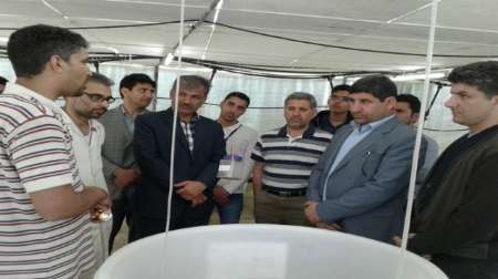 تولید لارو ماهیان دریایی در ایستگاه تحقیقاتی آبزیان دریایی در استان بوشهر
