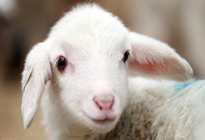 پدیده شگفت انگیز در نژاد گوسفندی