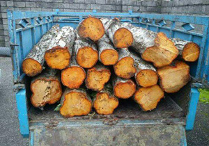 کشف دو تن چوب جنگلی قاچاق در شهرستان آمل