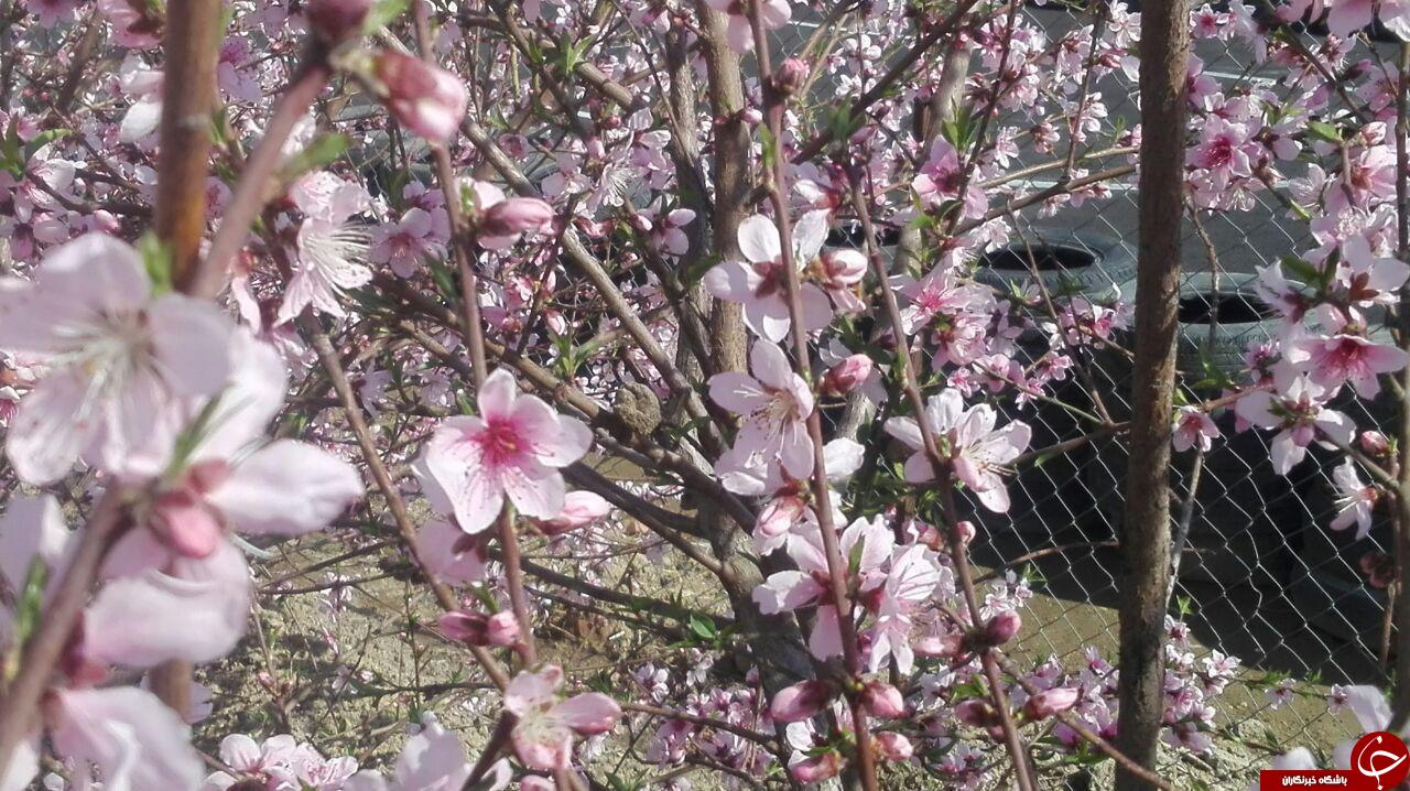 روایتی از شکوفه های بهاری باغ یافت آباد + فیلم وتصاویر