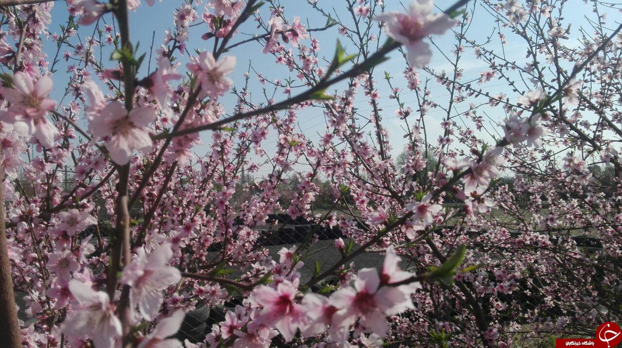 روایتی از شکوفه های بهاری باغ یافت آباد + فیلم وتصاویر