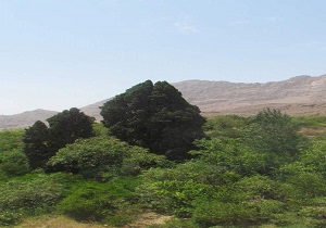 درخت سرو دربید ثبت ملی شد
