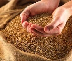 خرید گندم به نرخ تضمینی در خوزستان آغاز شد