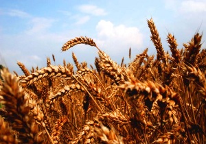 پیش بینی خرید تضمینی 600 هزار تن گندم مازاد بر نیاز کشاورزان