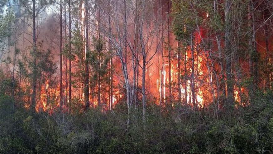 خطای انسانی موجب سوختن 700 هکتار از جنگلهای فلوریدا شد