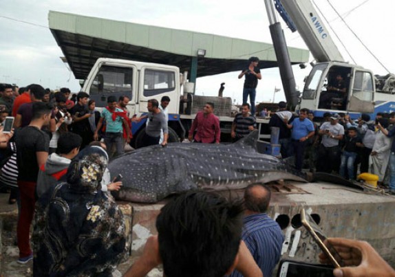 رها سازی کوسه نهنگ در خلیج فارس