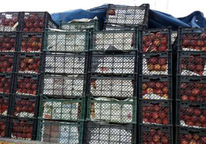 توزیع 80 تن میوه برای تنظیم بازار نوروز 96 در آران و بیدگل