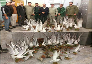 دستگیری بیش از یک هزار شکارچی غیر مجاز در مازندران