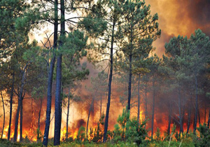 شعله ور شدن دوباره جنگل‌های آمل