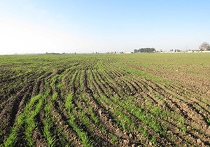 بیمه شدن بیش از ۸ هزار هکتار از زمین‌های کشاورزی قزوین