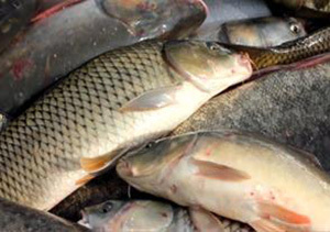 کشف بیش از ۷ تن ماهی قاچاق