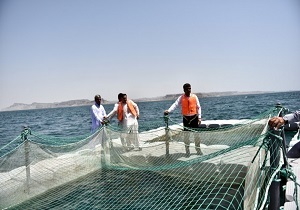 برداشت سه تن ماهی از قفس در ساحل چابهار
