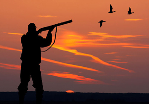 شکارچیان مرغابی وحشی در دام نیرو‌های یگان محیط زیست